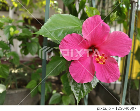 beautiful blooming hibiscus flowers 125040007