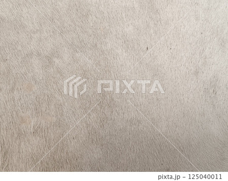 Genuine cow skin with natural fur, ideal for home decor, upholstery, fashion, Genuine cow skin with natural fur, ideal for home decor, upholstery, fashion, 125040011