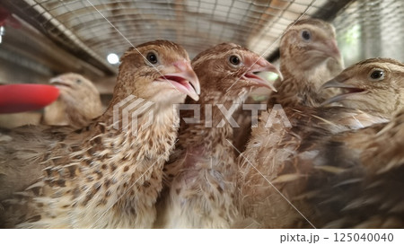 Quails in a poultry farm in a traditional cage Quails in a poultry farm in a traditional cage 125040040