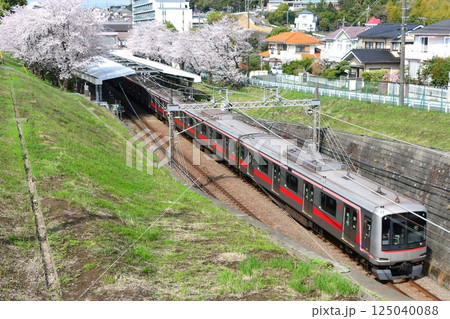 東急5050系4000番台　桜色の電車と桜　相鉄線内 125040088