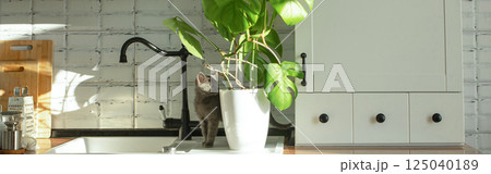 Monstera plant in a white pot on a white kitchen and little grey domestic cat. The concept of homeplant and pets. Monstera deliciosa leaves or Swiss cheese tropical leaf. 125040189
