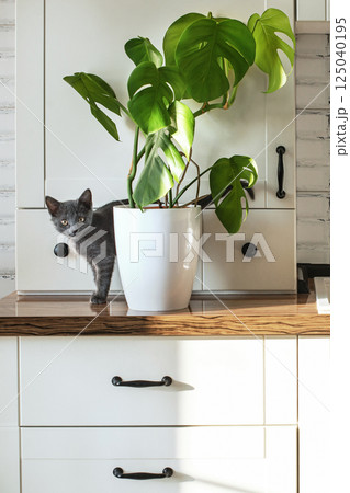 Monstera plant in a white pot on a white kitchen and little grey domestic cat. The concept of homeplant and pets. Monstera deliciosa leaves or Swiss cheese tropical leaf. 125040195
