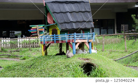 Colorful Rabbit House in Lush Green Yard with Multiple Rabbits Resting at a Cozy Small Animal Shelter 125040224