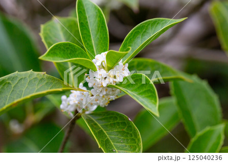 Small white flowers with green leaves, sweet olive. (Osmanthus fragrans) 125040236