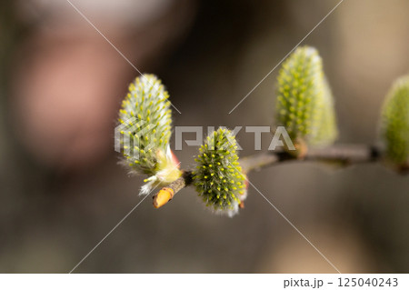Willow branch with catkins near the river in sunny weather, willow - Easter symbol Willow branch with catkins near the river in sunny weather, willow - Easter symbol 125040243