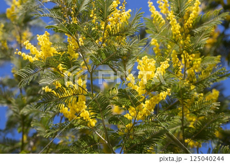 Yellow mimosa flowers. Close up. Spring, Womens day, Easter greeting card. Nature yellow spring background Yellow mimosa flowers. Close up. Spring, Womens day, Easter greeting card. Nature yellow spring background 125040244
