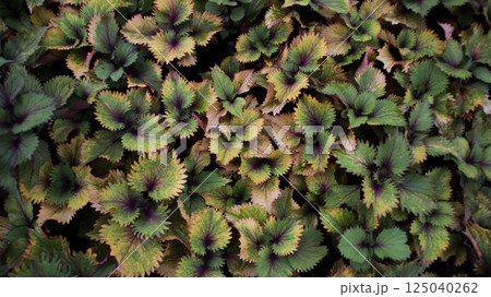 Colorful Coleus Foliage with Green and Purple Variegation in a Lush Garden Setting Offering Natural Beauty and Texture Colorful Coleus Foliage with Green and Purple Variegation in a Lush Garden Setting Offering Natural Beauty and Texture 125040262
