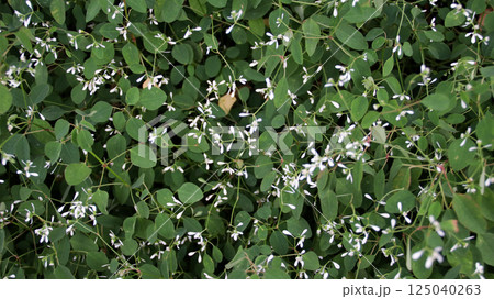 Delicate White Euphorbia Flowers Blooming Amidst Lush Green Foliage in a Serene Outdoor Garden Setting Capturing Natural Beauty and Elegance 125040263