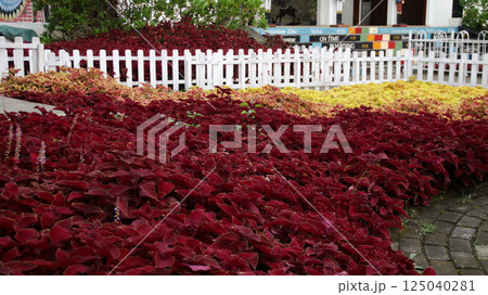 A Field of Red and Yellow Coleus with Blooming Purple Flower Spikes in a Scenic Garden with Vibrant Mixed Foliage and White Picket Fence 125040281