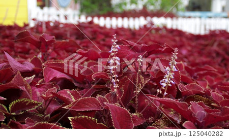 A Field of Flowering Red Coleus with Purple Flower Spikes and Prominent Stamens in a Garden with White Picket Fence 125040282