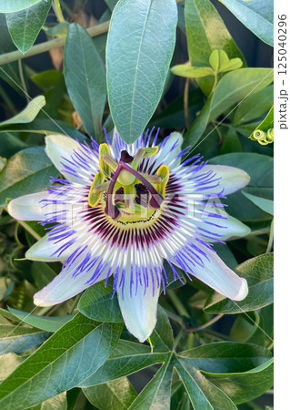 Fetid-passionflower, Scarletfruit-passionflower, Stinking Passion Flower Fetid-passionflower, Scarletfruit-passionflower, Stinking Passion Flower 125040296