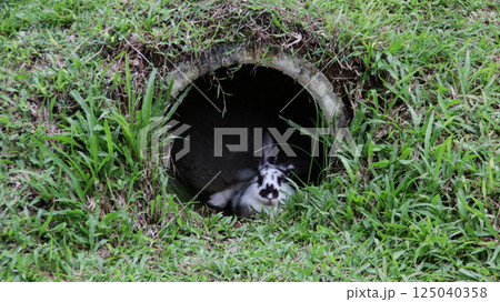 Relaxed black and white rabbit sitting in a small grassy tunnel on a lush green field on a cloudy day 125040358