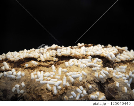 Colomba traditional italian easter celebration sweet detail 125040440