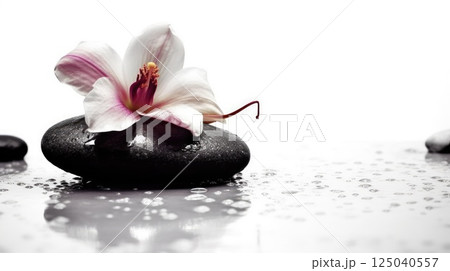 Serene White Hibiscus on Black Stone, Ideal good for cosmetic, perfume, spa, woman and girl product advertisement, design material. Serene White Hibiscus on Black Stone, Ideal good for cosmetic, perfume, spa, woman and girl product advertisement, design material. 125040557