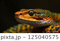 Close up dangerous deadly poisonous cobra snake on black background. 125040575