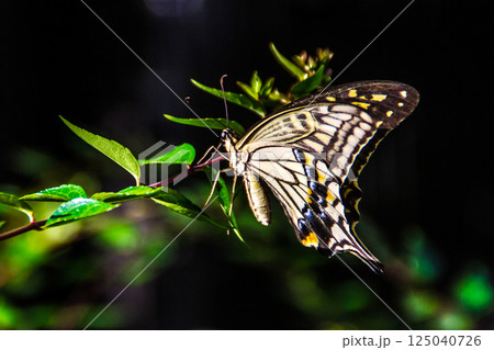 アゲハチョウ アゲハチョウ 125040726