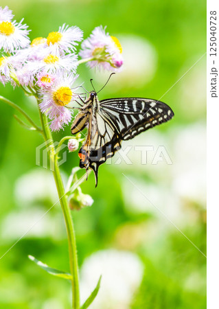 アゲハチョウ 125040728