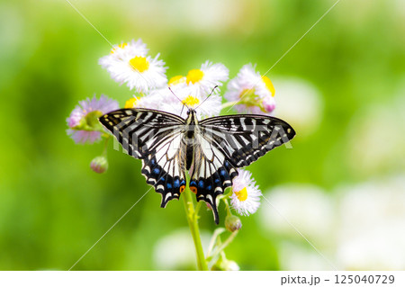アゲハチョウ アゲハチョウ 125040729