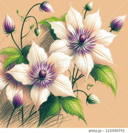 豪華で華やかなクレマチス 125040741