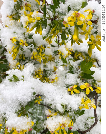 A flowering currant bush is covered with snow. Weather and climate. A flowering currant bush is covered with snow. Weather and climate. 125041114