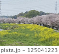 桜並木と菜の花が咲いている春の土手 125041223