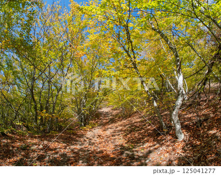 Autumn landscape footpath in the autumn forest Autumn landscape footpath in the autumn forest 125041277