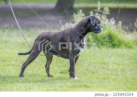 beautiful 3 years old purebred golden brown german boxer dog puppy jumping playing outdoor shooting 125041324