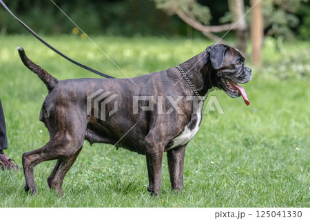 beautiful 3 years old purebred golden brown german boxer dog puppy jumping playing outdoor shooting 125041330