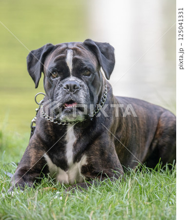 beautiful 3 years old purebred golden brown german boxer dog puppy jumping playing outdoor shooting 125041331