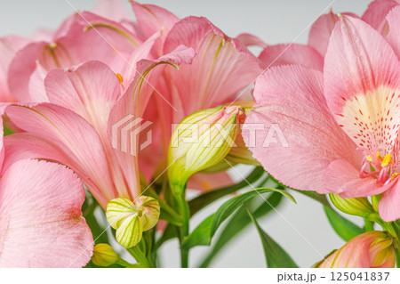 pink alstroemeria flower, Lily of the Incas, in vase on isolated white background 125041837