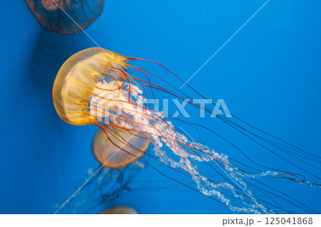 underwater photography jellyfish Chrysaora fuscescens, Pacific sea nettle, West Coast sea nettle underwater photography jellyfish Chrysaora fuscescens, Pacific sea nettle, West Coast sea nettle 125041868