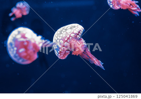 underwater photography jellyfish mastigias papua, spotted jelly, lagoon jelly, golden medusa 125041869