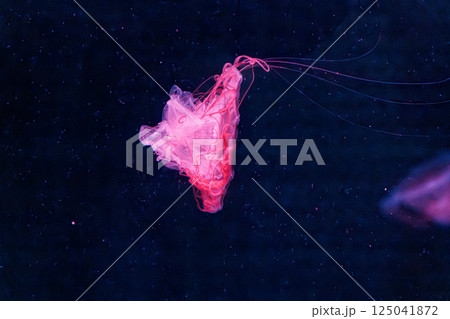 underwater photography jellyfish chrysaora melanaster, Northern Sea Nettle or brown jellyfish 125041872