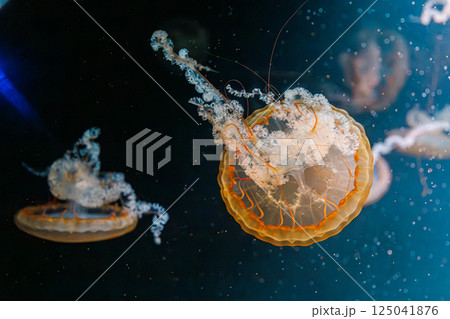underwater photography jellyfish Chrysaora fuscescens, Pacific sea nettle, West Coast sea nettle 125041876