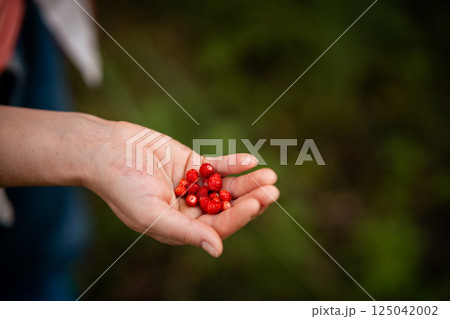 Wild strawberry in hand closeup with blurred nature background summer forest scene. Perfect for food, eco living and natural lifestyle projects Wild strawberry in hand closeup with blurred nature background summer forest scene. Perfect for food, eco living and natural lifestyle projects 125042002