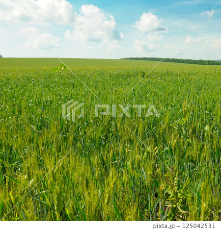 Green field of wheat with ears and bright sky. 125042531