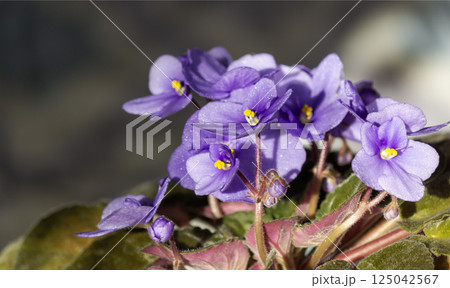 African violet in a pot, highlighted against a natural background 125042567