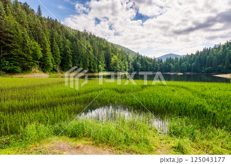 landscape by the lake synevyr on a cloudy forenoon. scenic view of popular travel destination. coniferous trees near the lake shore and forested carpathian mountain reflecting in the water 125043177