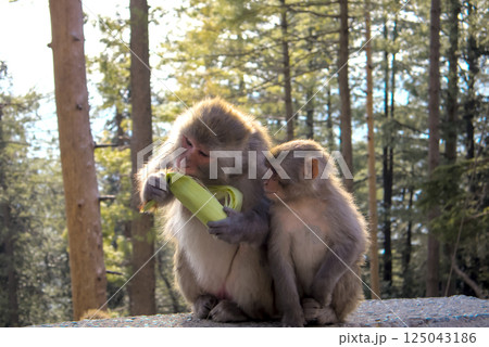 Wildlife Shot of Rhesus Macaque Monkey 'Macaca Mulatta' Mother Peeling Corn with Her Mouth While Baby Watches in Forest Background Wildlife Shot of Rhesus Macaque Monkey 'Macaca Mulatta' Mother Peeling Corn with Her Mouth While Baby Watches in Forest Background 125043186