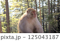 Sunlit Wildlife Portrait of a Rhesus Macaque Monkey 'Macaca Mulatta' Sitting Calmly in Forest Blur Background 125043187