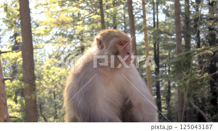 Sunlit Wildlife Portrait of a Rhesus Macaque Monkey 'Macaca Mulatta' Sitting Calmly in Forest Blur Background Sunlit Wildlife Portrait of a Rhesus Macaque Monkey 'Macaca Mulatta' Sitting Calmly in Forest Blur Background 125043187