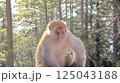 Calm Rhesus Monkey 'Macaca Mulatta' Resting in Sunlight with Forest Background, Wildlife Close-Up Shot 125043188