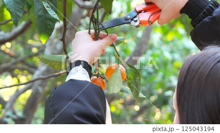 Pruning Persimmon Tree Orchard Harvesting: Woman autumn garden maintenance. 125043194