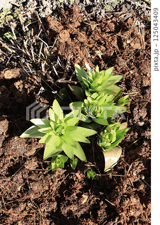 The first flower sprouts are covered in the garden with horse manure. Manure is an environmentally friendly natural fertilizer that is used in the village. The concept of a natural lifestyle 125043409