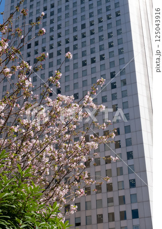 高層ビルと桜の風景 125043916