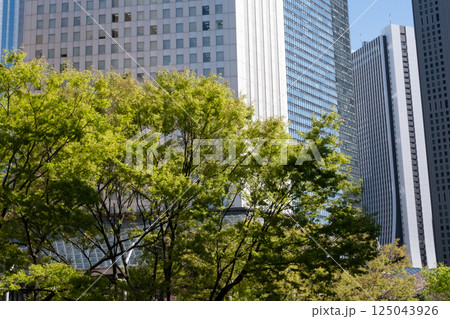 西新宿の新緑と高層ビルの風景 西新宿の新緑と高層ビルの風景 125043926