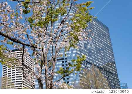 西新宿 満開の桜と高層ビルの風景 125043940