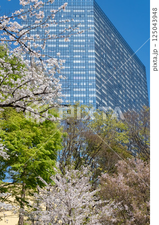 西新宿 満開の桜と高層ビルの風景 125043948