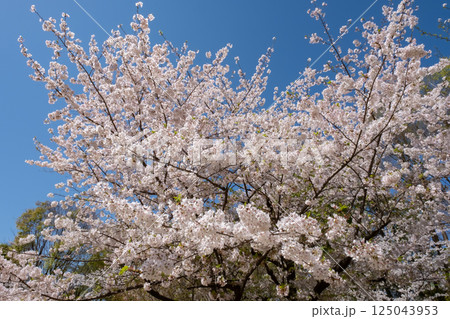 青空に映える満開の桜 青空に映える満開の桜 125043953