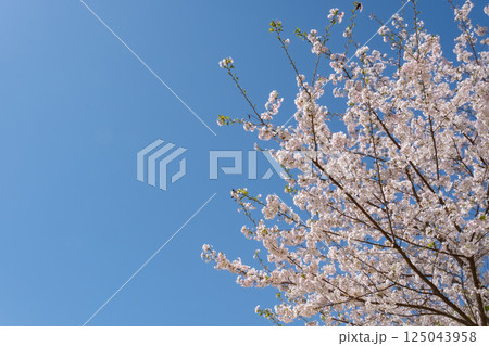 青空に映える満開の桜 青空に映える満開の桜 125043958